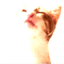 chat
